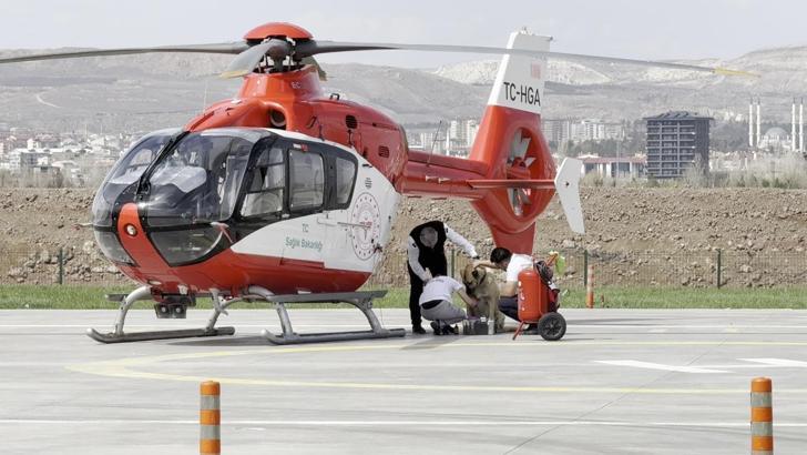 Ambulans helikopter pistinde Kangal köpeğine pansuman