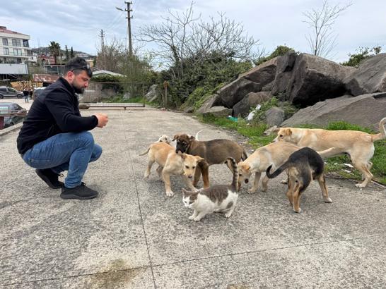 Kedi ve köpekler birlikte karnını doyuruyor