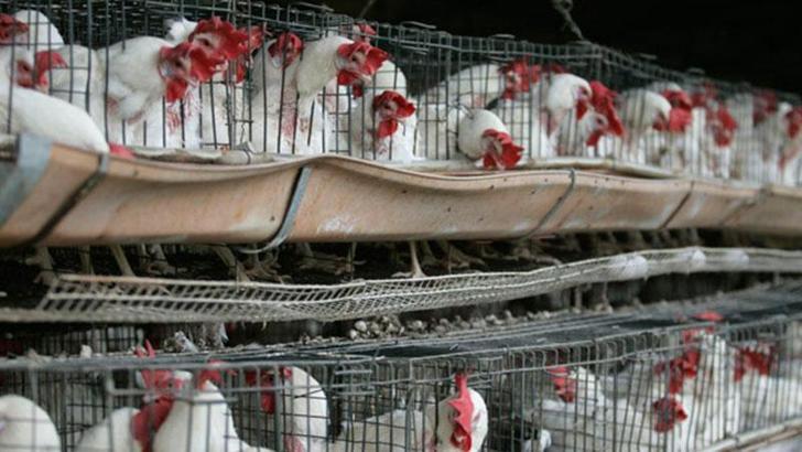 Meksika'da ilk kez bir insanda ‘H5N1’ türü kuş gribine rastlandı