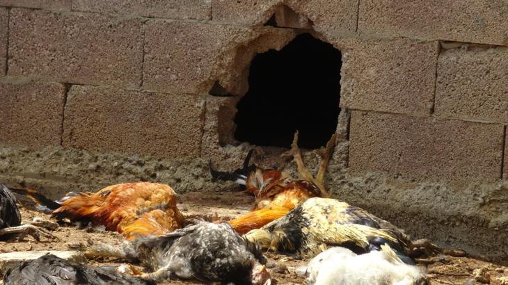 Kümese giren yırtıcı hayvan 80 tavuğu öldürdü