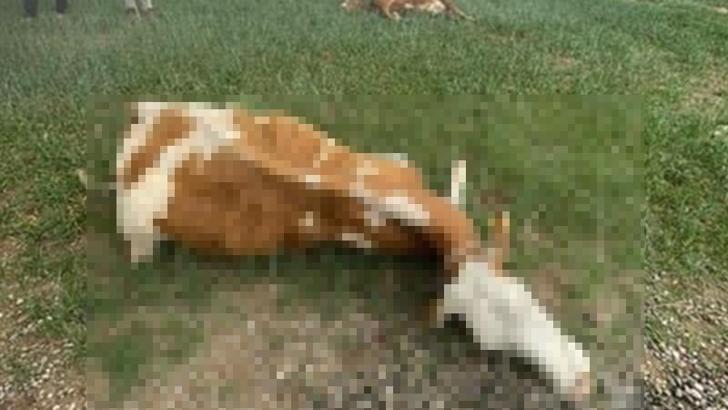 Meraya yıldırım düştü, 2 inek öldü