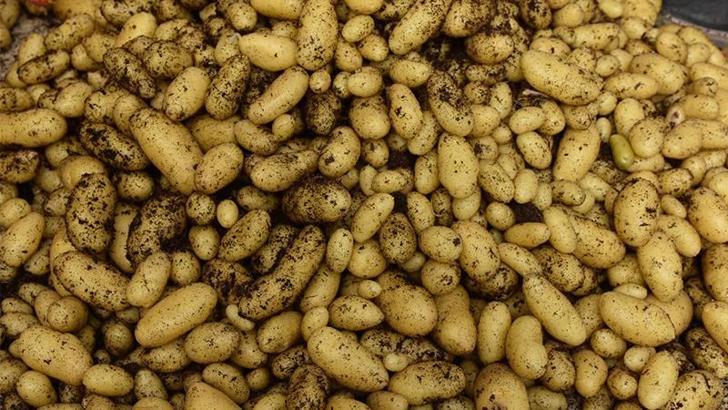 Patates Araştırma Enstitüsü’nden 10 yerli ve milli patates