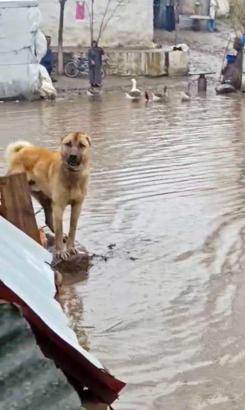 Kars'ta sağanak sele neden oldu