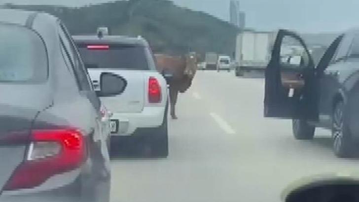 Otobana çıkan boğa, sürücülere zor anlar yaşattı