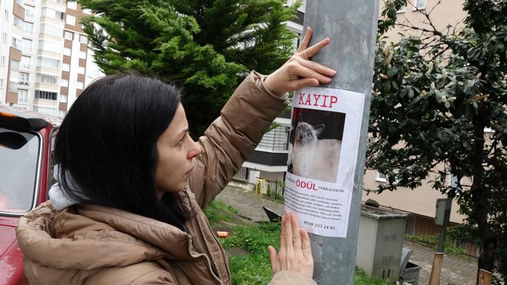 Kayıp kedi ‘Badem’i bulana altın ödülü