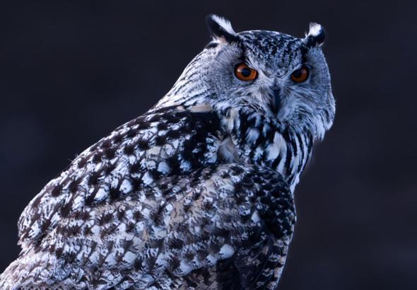 Nadir görülen puhu, Sivas'ta fotoğraflandı