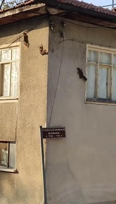 Evin duvarında gezinen sincaplar görüntülendi