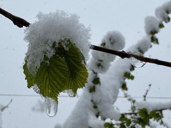 Ordu’ya nisanda kar yağdı, fındıkta zirai don riski oluştu