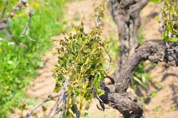 Manisa'nın 10 ilçesinde zirai don, üzüm bağlarına zarar verdi
