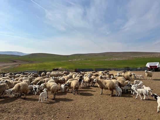 Çemişgezek'te ‘şap’ karantinası
