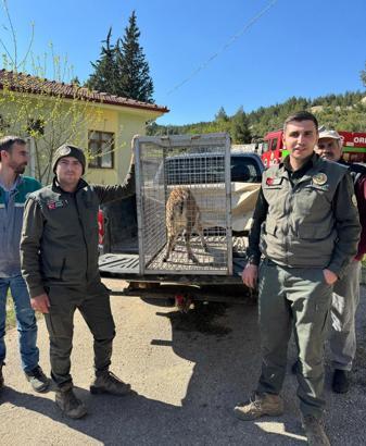 Ormanda bitkin halde bulunan yaban keçisi korumaya alındı