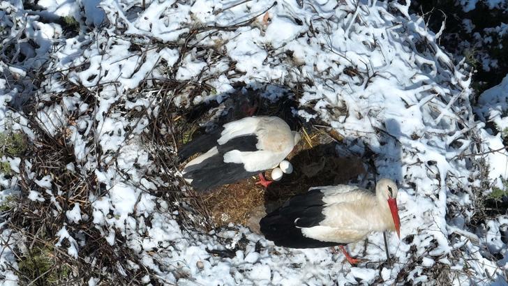 Leylekler Vadisi’ni kar kapladı, konuklarına yiyecek bırakıldı