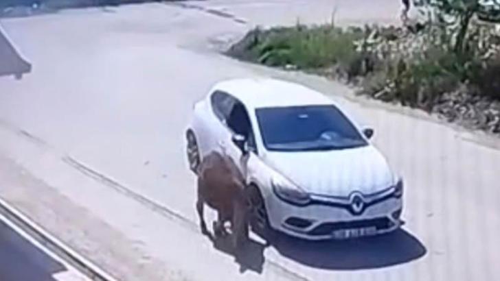 Otomobiliyle eşeğe kasıtlı olarak çarpan sürücünün ehliyetine el konuldu