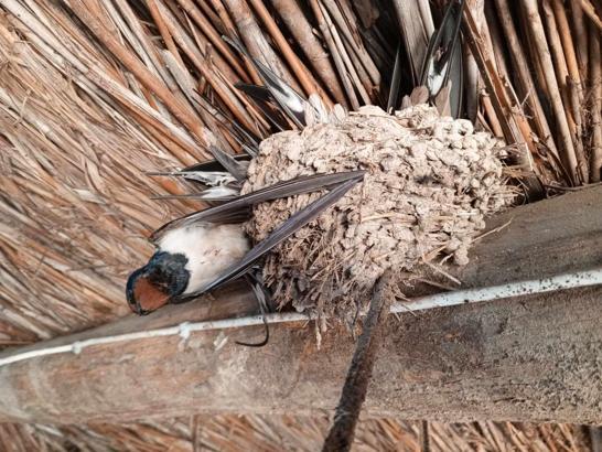 Hava sıcaklıkları düştü, kuşlar donarak öldü