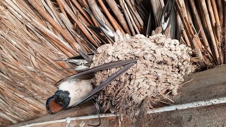 Hava sıcaklıkları düştü, kuşlar donarak öldü