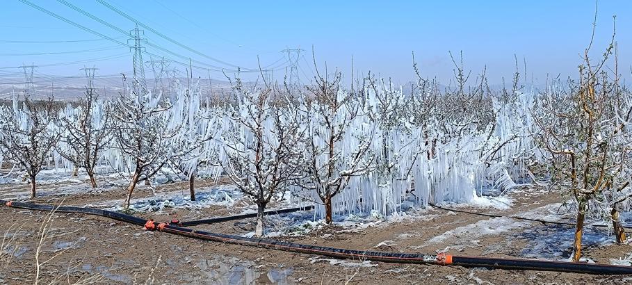 Çiftçilerden 'zirai don'a karşı 'Spring' sistemi / Ek fotoğraflar
