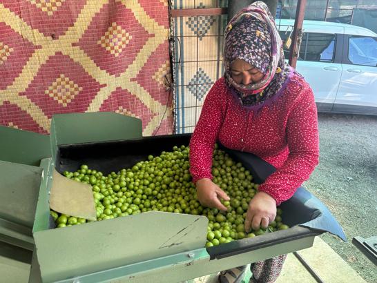 Silifke’de don yüzünden rekoltesi düşen erik hasadı başladı; kilosu 450 liradan satılıyor