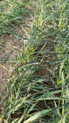 Tarım arazilerinde zarar tespit çalışmaları başladı