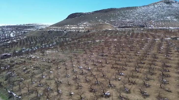 Sivas'ta zirai don, meyve bahçelerine zarar verdi