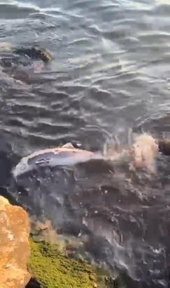 Ölü yavru yunus balığı sahile vurdu