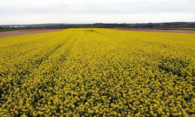 Trakya'nın 'sarı altın çiçeği' kanola, zirai dondan korundu