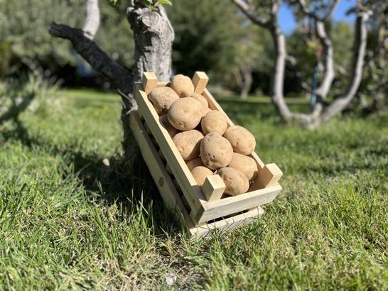 Sanayilik yerli patates çeşidi 'Uğur' tescillendi