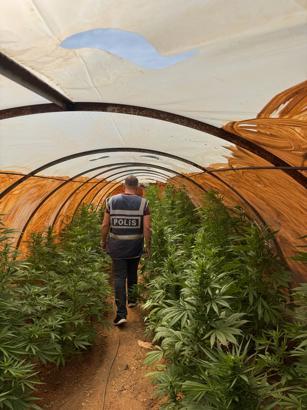 Serada uyuşturucu yetiştiren şüpheli tutuklandı