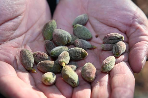 Zirai don Malatya'da kayısıyı vurdu; üreticiler destek bekliyor