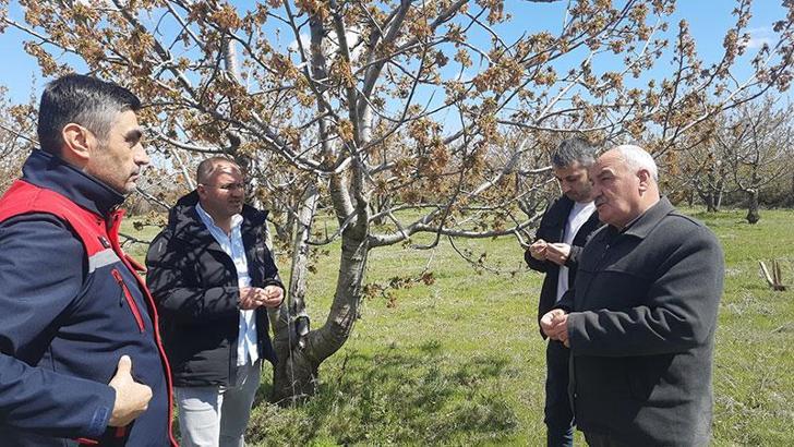 'Bu sene kimse bölgeden kiraz beklemesin'