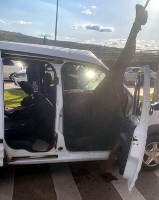 Gaziantep’te , yola fırlayan at polis aracına girdi