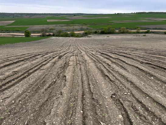 Ayçiçeği sel ve doludan zarar gören üretici, yeniden ekim yapacak