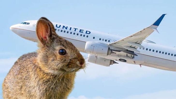 ABD’de yolcu uçağının motoruna tavşan girdi
