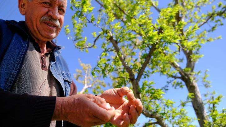 Konya Ovası'ndaki meyve bahçelerini don vurdu