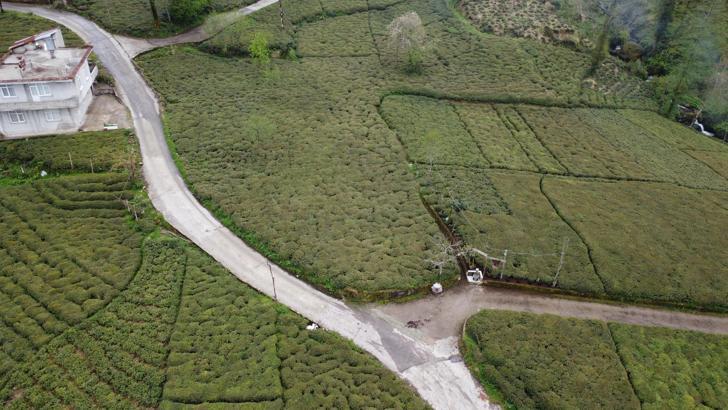 Zirai don çayı da etkiledi; rekoltede yüzde 3’lük düşüş beklentisi