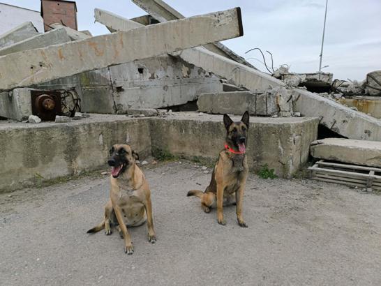 İzmir itfaiyesinin arama kurtarma köpekleri doğal afetlerde hayat kurtarıyor