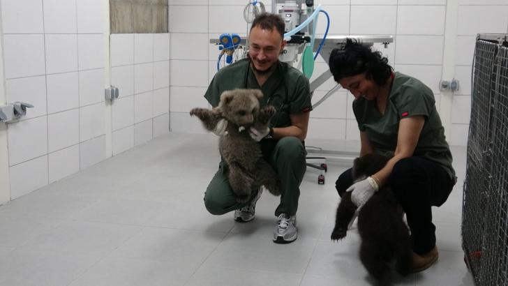 Ormanda bulunan yavru ayılar ‘Bulut’ ile ‘Yağmur’ özel mamalarla besleniyor