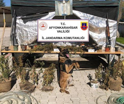 Ormanda uyuşturucu yetiştirirken suçüstü yakalandı