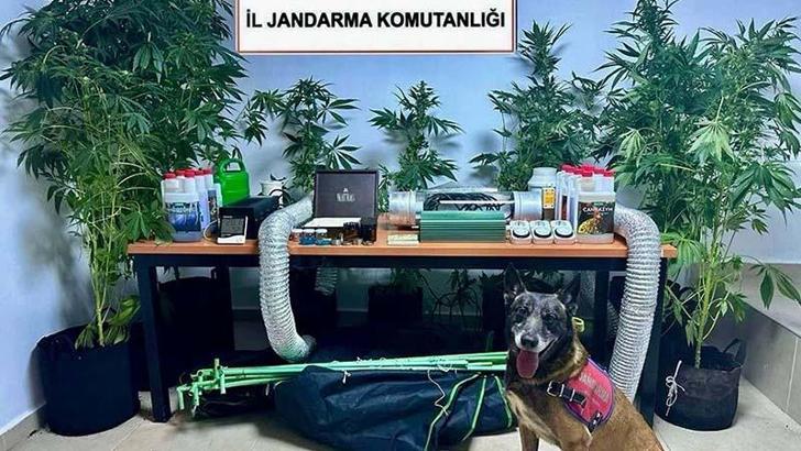 Elbise dolabında Hint keneviri yetiştiren öğretmene gözaltı