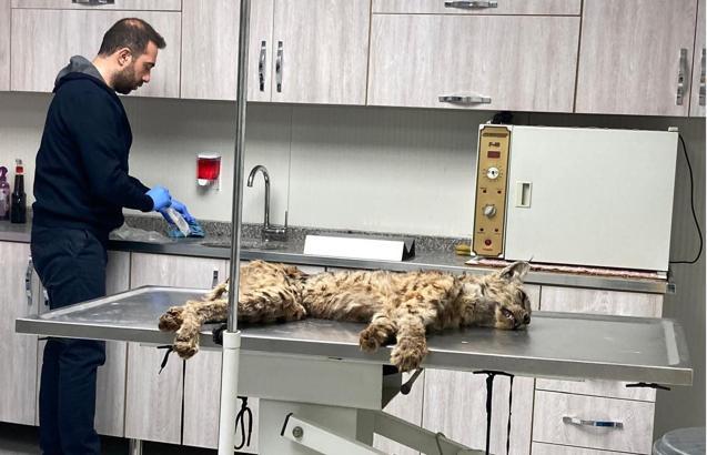 Bitlis'te bitkin halde bulunan vaşak, tedavi için Van'a gönderildi