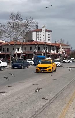 Sürücülerin güvercinlerle imtihanı