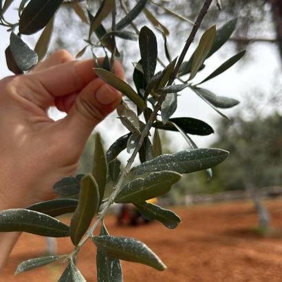 Zeytin üreticilerine umut olan proje