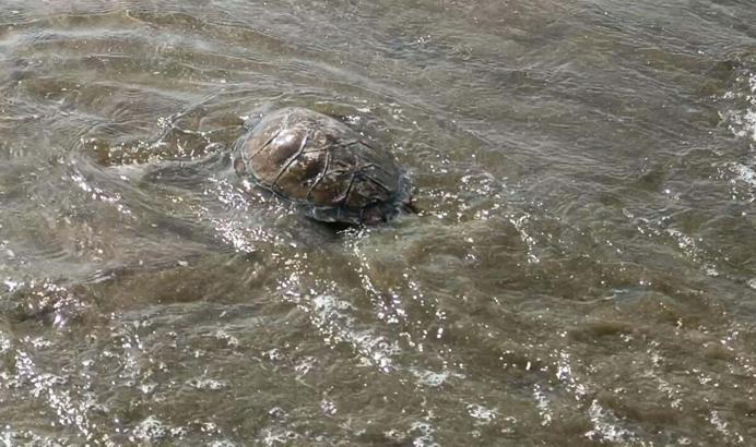 Aydın'da ağa takılan deniz kaplumbağasını balıkçı kurtardı