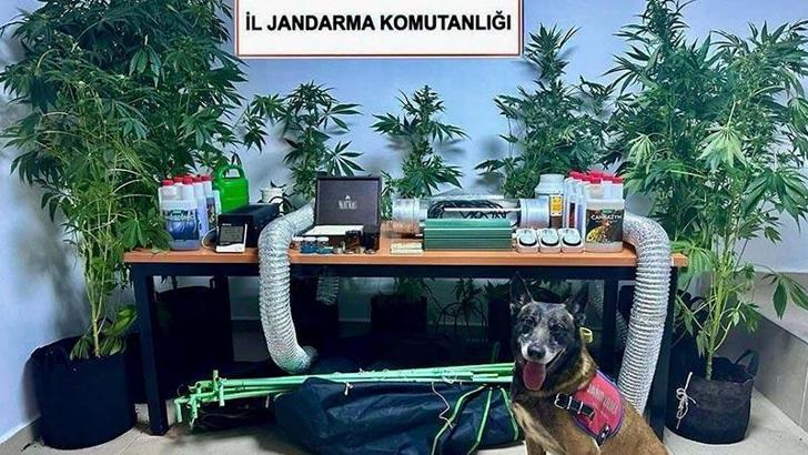 Elbise dolabında Hint keneviri yetiştiren öğretmene adli ve idari soruşturma