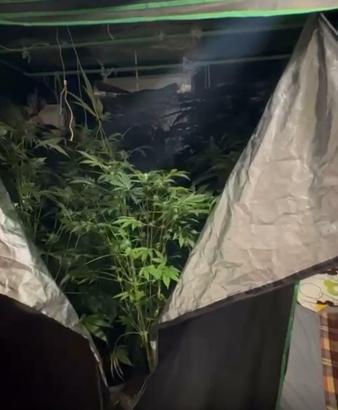 Elbise dolabında Hint keneviri yetiştiren öğretmene adli ve idari soruşturma