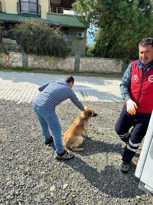 Arsuz'da saldırgan köpekler barınağa götürüldü