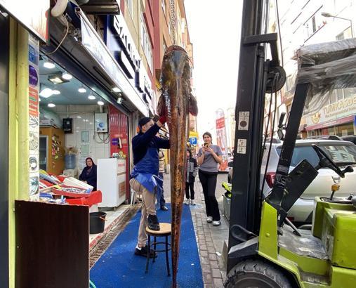 Meriç Nehri’nde yakalanan 3 metrelik yayın, kilosu 450 liradan satışta