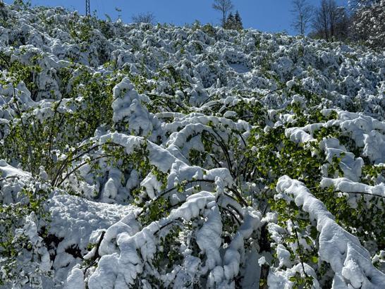 Trabzon'da 'zirai don' etkisi; yüzde 25'lik zarar