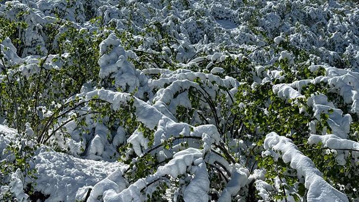 Trabzon'da 'zirai don' etkisi; yüzde 25'lik zarar
