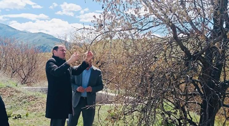 Baskil’de soğuk havanın etkisiyle zarar gören meyve bahçelerinde inceleme