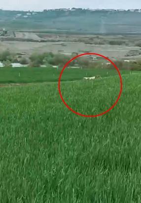 Diyarbakır’da, 8 aydır yakalanamayan dananın kaçtığı anlar kamerada